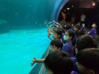 โครงการการศึกษานอกสถานที่ ป.2 &quot;ตำนานวัดใหญ่ฯ เพลินใจพิพิธภัณ ... Image 2