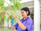 เทศกาลทานาบาตะ (Tanabata) 2025 Image 96