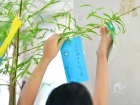 เทศกาลทานาบาตะ (Tanabata) 2025 Image 134