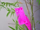 เทศกาลทานาบาตะ (Tanabata) 2026 Image 144
